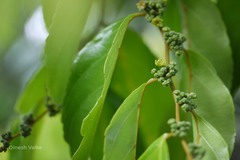 Ventilago bombaiensis